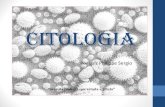 Aula 3  Biologia Celular III - citoplasma