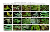 Amazonas  - uatumã pteridophyta [ferns, etc.]