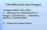 Aula 2 ClassificaçãO Dos Fungos