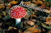 Ascomicetos e  Basidiomicetos  - Filos Basidiomycota e Ascomycota  - Reino Fungi