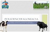 Polioencefalomalacia   clinica de ruminantes