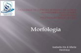 Morfologia 2