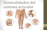 Generalidades del sistema articular anatomia