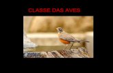 Classe das aves_cordados_