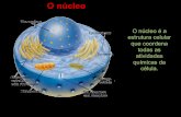 O nucleo celular