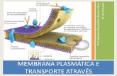 Aula09 membrana plasmatica e transporte através