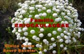 Família eriocaulaceae