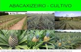 PROF. LUIZ HENRIQUE - Abacaxizeiro cultivo