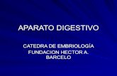 Aparato Digestivo - Embriología ERA 3