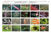 Minas gerais  - ibitipoca bromeliaceae
