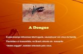 Slides a dengue
