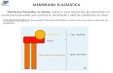 2 membrana plasmatica