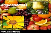Angiospermas -Profo James Martins