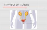 Sistema urinário