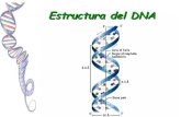 2  estructura y replicacion del dna 1 (1)