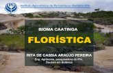 Bioma Caatinga florística Rita de Cássia IPA