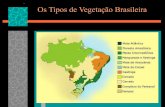 VegetaçãO Brasileira 4° e 5º ano Ensino Fundamental