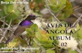 Aves de Angola - Album nº 02