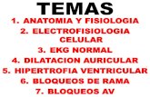 Anatomia electrofisiologia