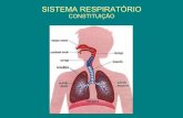 Sistema respiratório hm