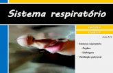 IV.3 Sistema respiratório