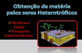Obtencao de materia_pelos_seres_heterotroficos_-_membrana_celular