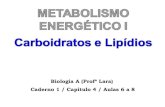 Metabolismo Energético I   Carboidratos e Lipídios