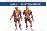 Aula 04   sistema muscular ok