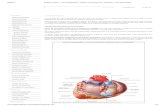Sistema venoso   vasos sangüíneos - sistema cardiovascular - sistemas - aula de anatomia