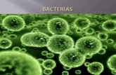 Patologia - Bactérias