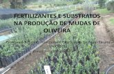 Fertilizantes E Substratos na Produção de Mudas De Oliveira