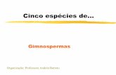 Exemplos de Gimnospermas