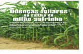 Doenças foliares no cultivo do milho safrinha - abril 2012