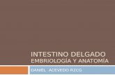 Anatomia y embriologia de intestino delgado