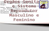 óRgãos genitais e sistema reprodutor masculino e feminino