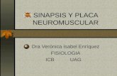 Sinapsis Y Placa Neuromuscular  Ii Completa