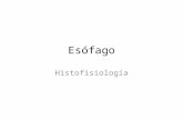 Hisología de Esófago