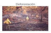 T.I.C.S  DeforestacióN