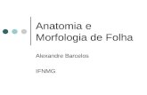 Anatomia e morfologia de folha