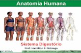 Aula 09   sistema digestório - anatomia e fisiologia