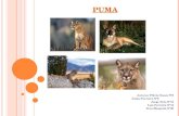 Patrulha Puma