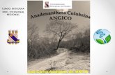 Anadenanthera Colubrina - Angico