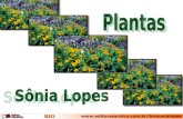 História Evolutiva dos Vegetais - Apresentação da Sônia Lopes