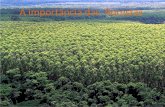 A importância das Florestas Aliete