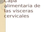 Capa Alimentaria De Las VíSceras Cervicales