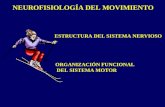 La neurofisiologia del movimiento