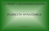 Floresta amazônica 1 B