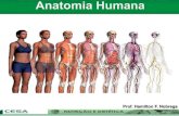 Aula 01   introdução a anatomia - posição, planos, cortes e divisões do corpo humano.