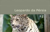 Leopardo da Pérsia