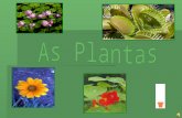 As plantas-